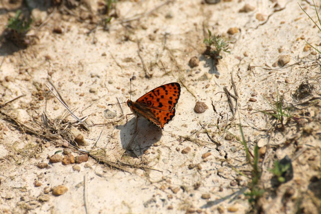 Melitaea didyma, Nymphalidae